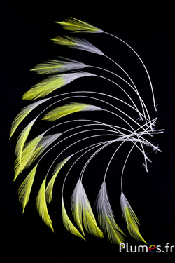 Coq filant - 10-15 cm - blanc-jaune